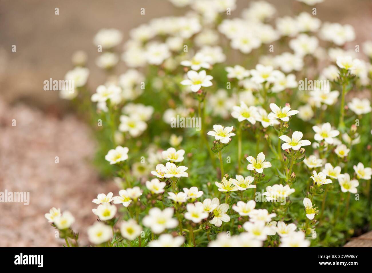 Saxifraga 'White Pixie' in flower. Stock Photo