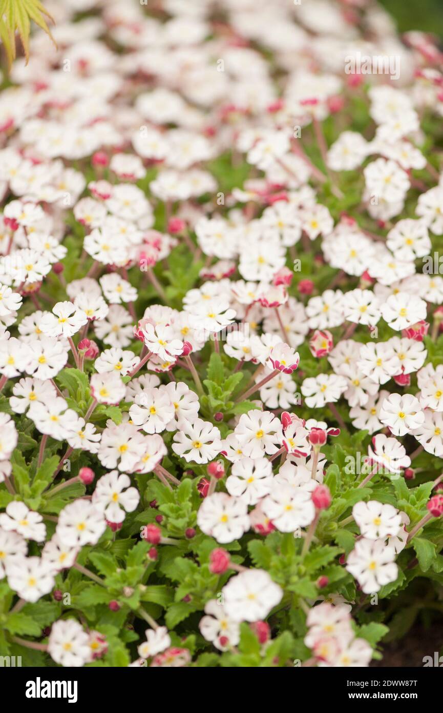 Zaluzianskya ovata, night scented phlox, in flower Stock Photo