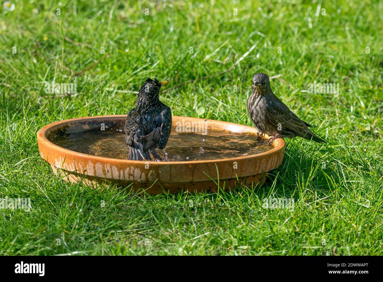 Wrought Iron Bird Bath or Feeder Wall Mounted with Terracotta Saucer