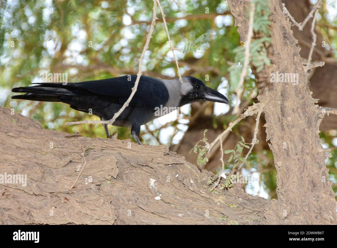 A crow sitting on a tree branch looking for food Stock Photo