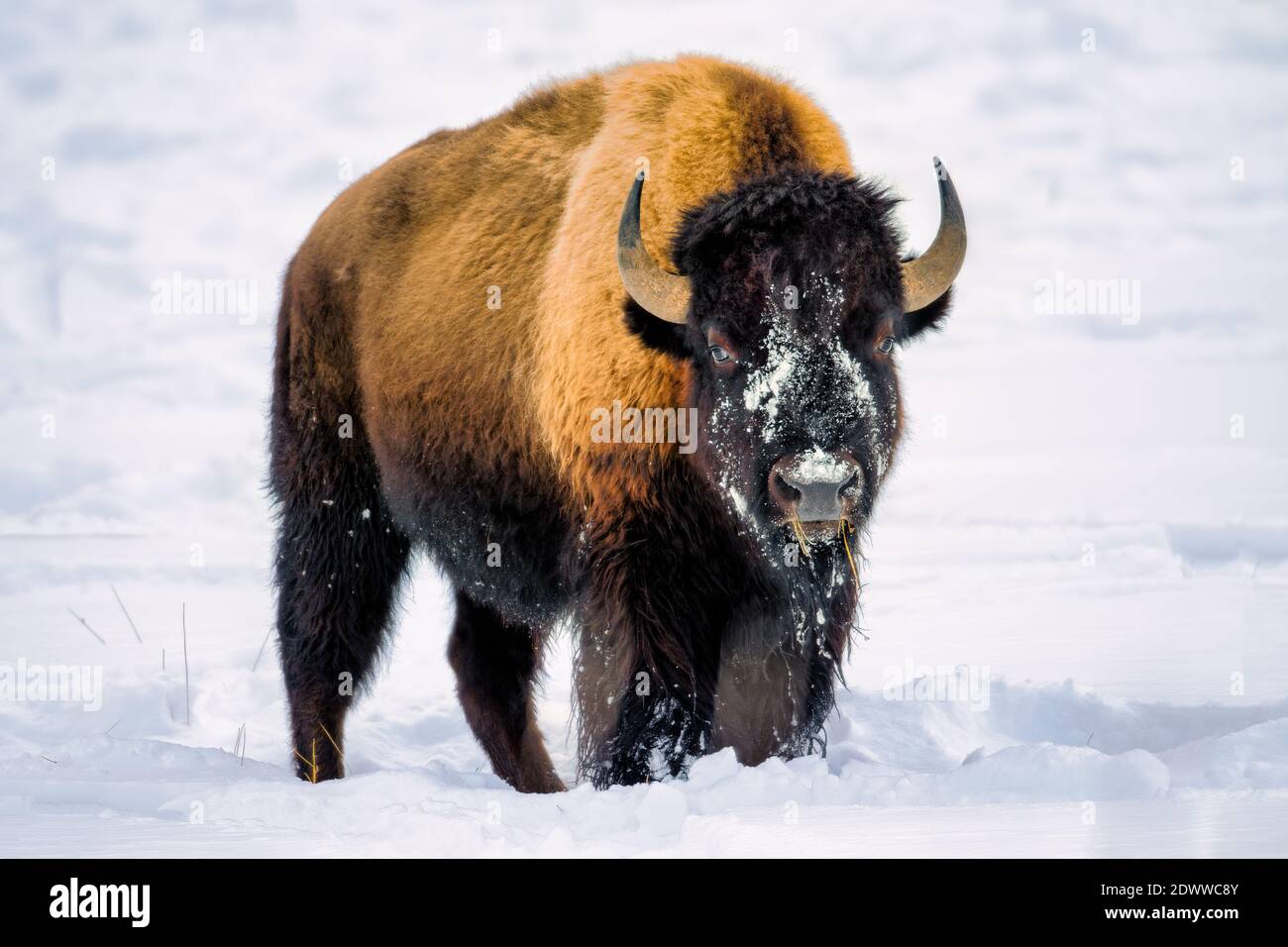 American Bison foraging for food in the deep snow of Yellowstone National Park. Stock Photo
