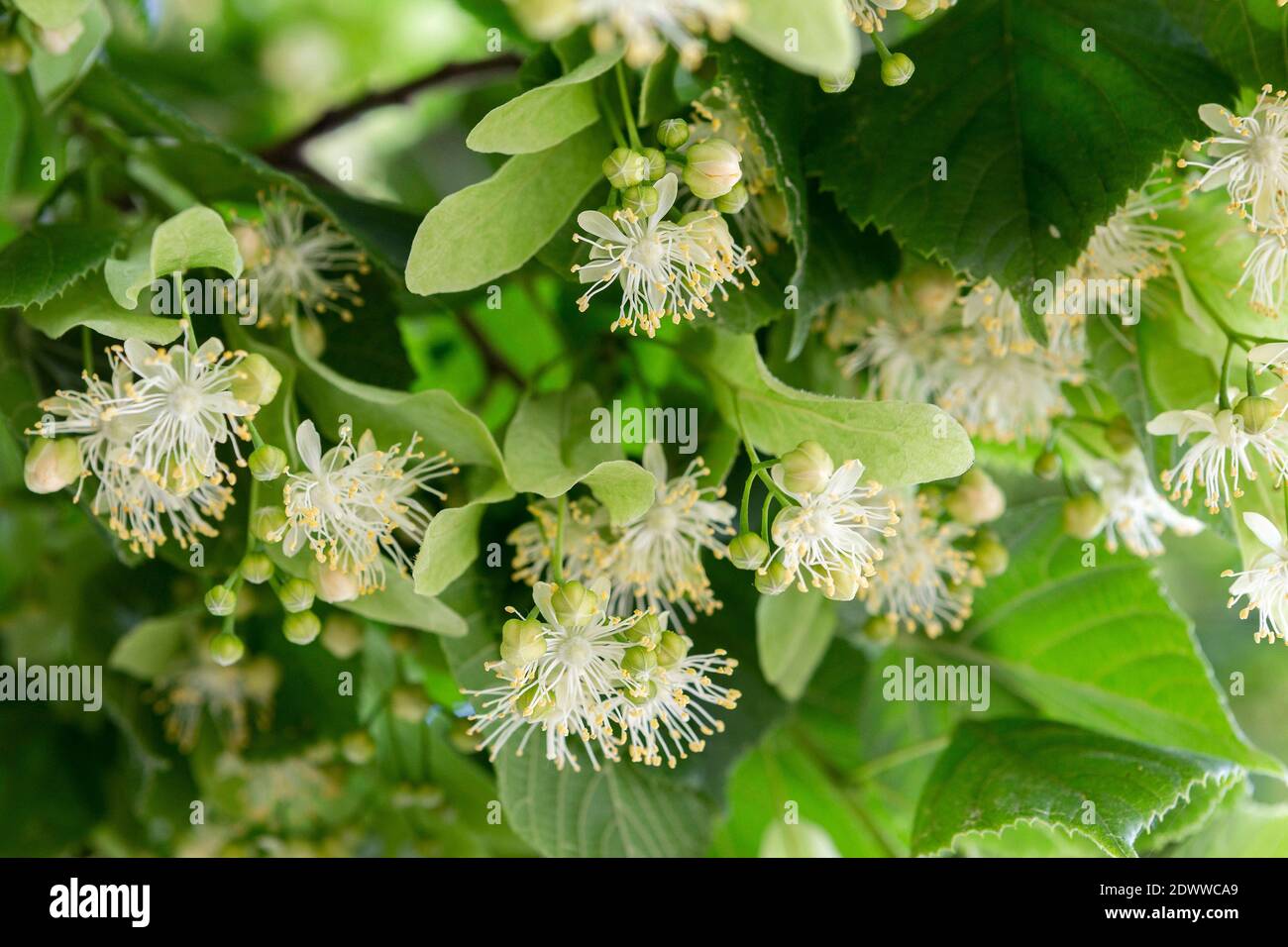 Blüten des Lindenbaumes Stock Photo