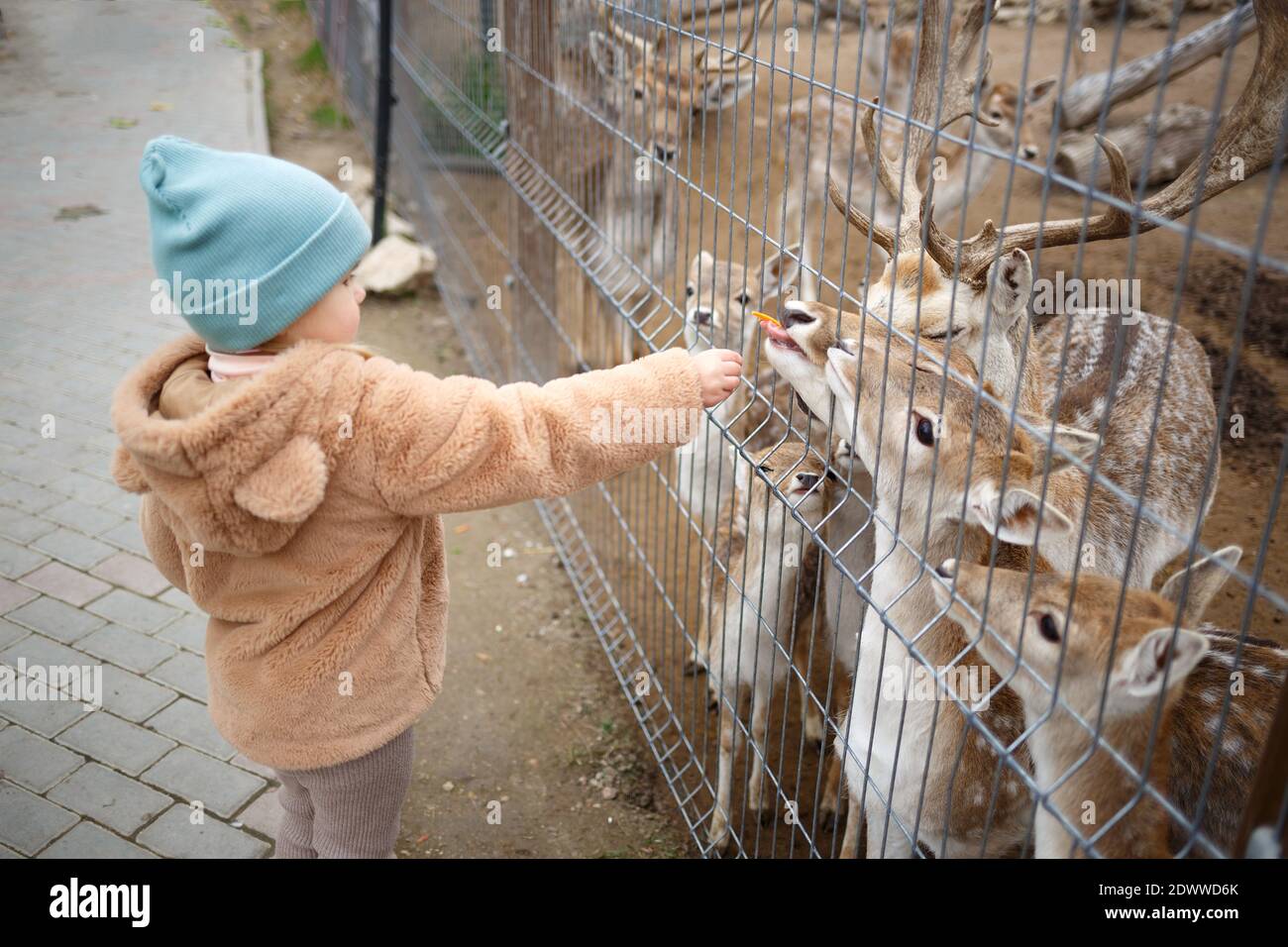 little girl feeding deer at the zoo Stock Photo Alamy