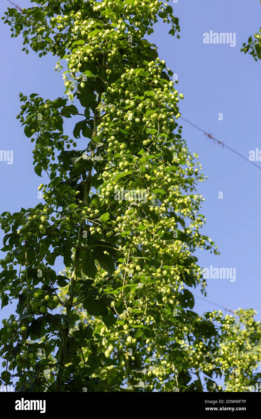 Echter Hopfen, Humulus lupulus, Hopfenfeld im Waldviertel NÖ Stock Photo