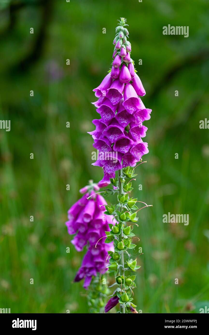Close-up Of Purple Lavender Flowers On Field Stock Photo