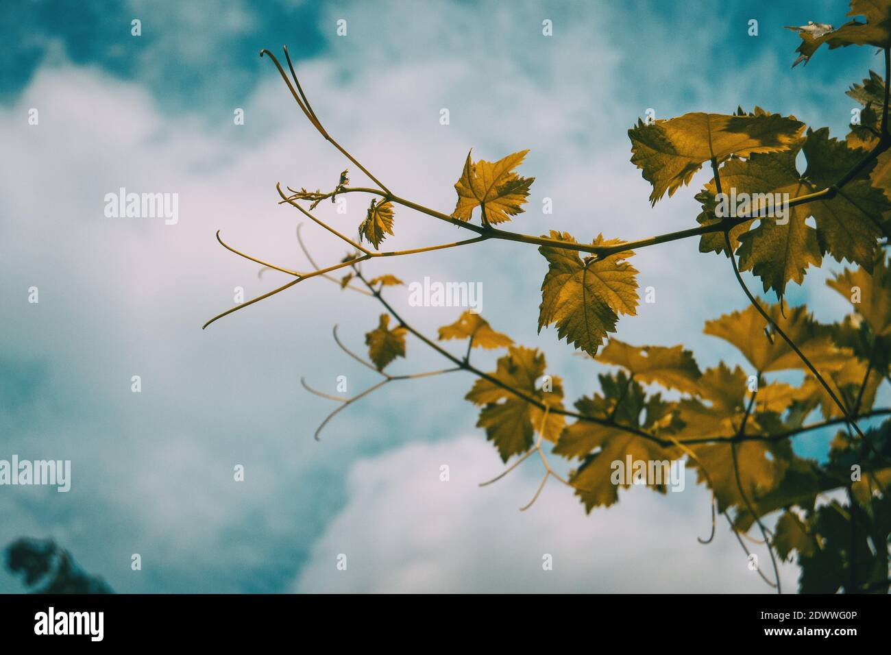 vitis vinifera leaves on a background of the blue sky with clouds Stock Photo