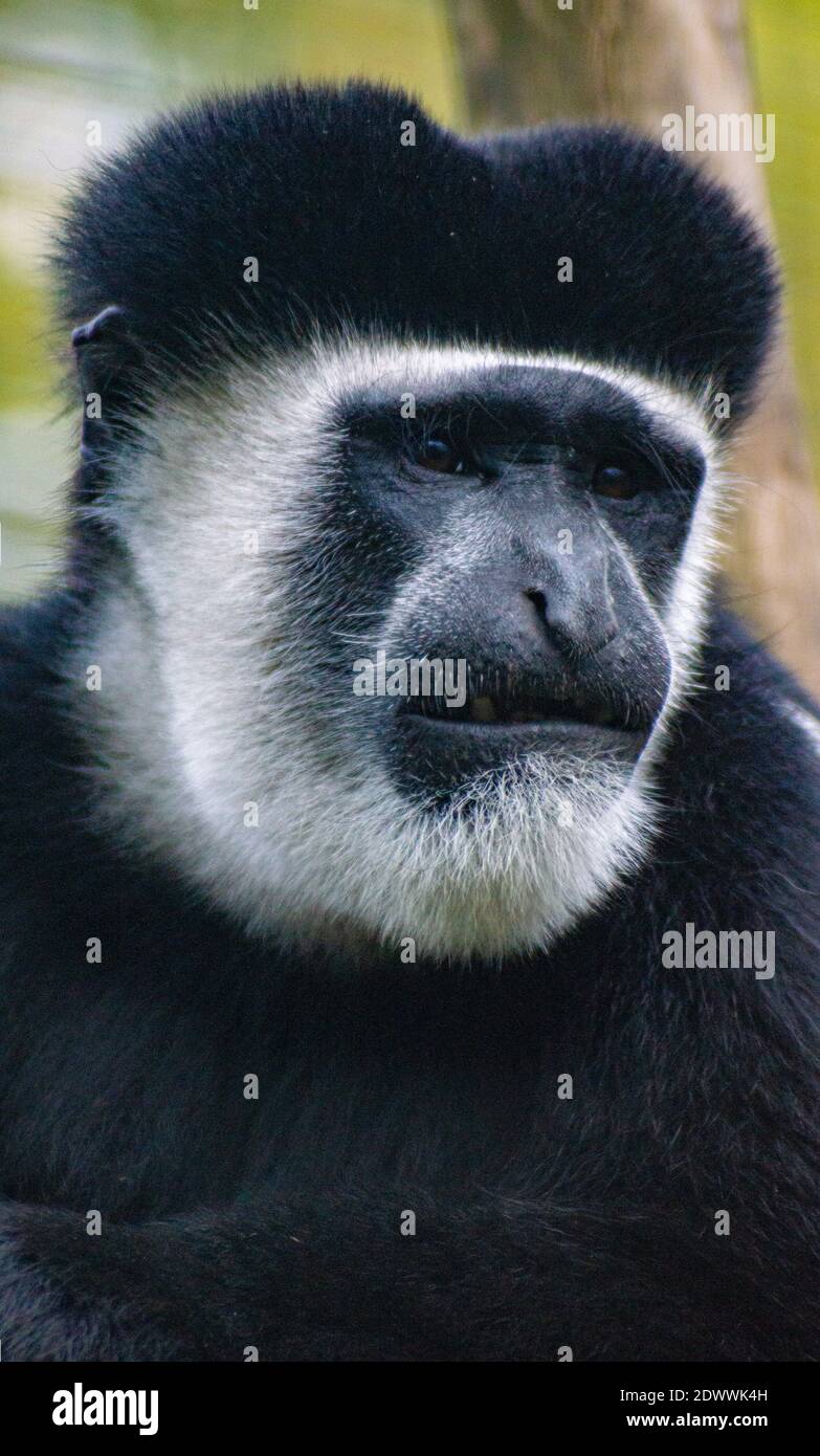 Monkey Looking Angry Stock Photo Alamy