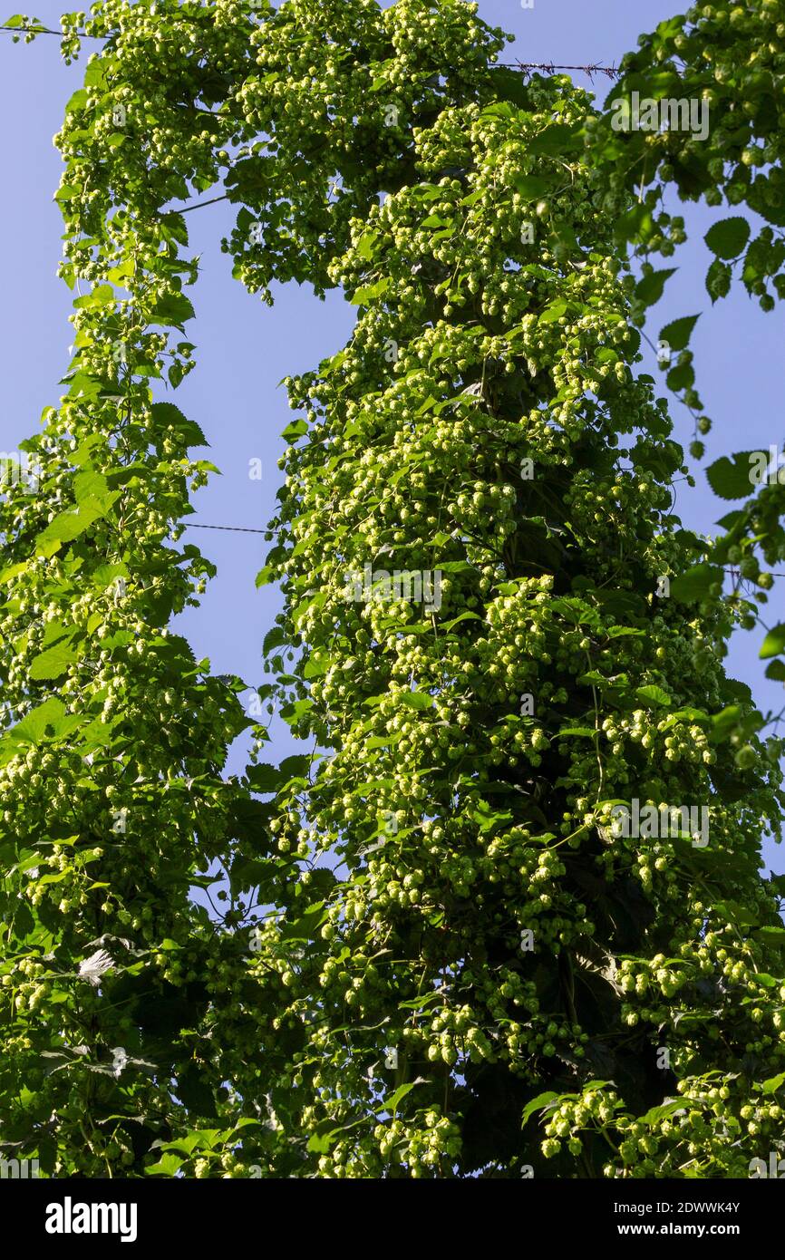 Echter Hopfen, Humulus lupulus, Hopfenfeld im Waldviertel NÖ, Österreich Stock Photo