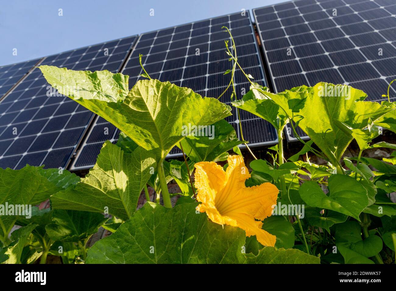 Photovoltaikanlage und Kürbisblüte Stock Photo