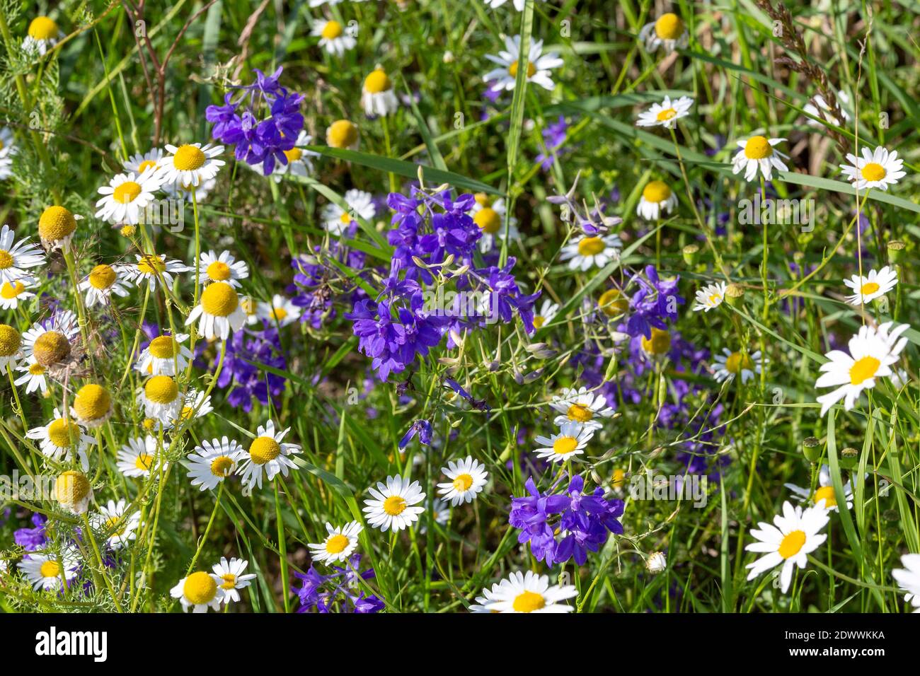 Feldrand, Blumen, Kamille und Rittersporn Stock Photo