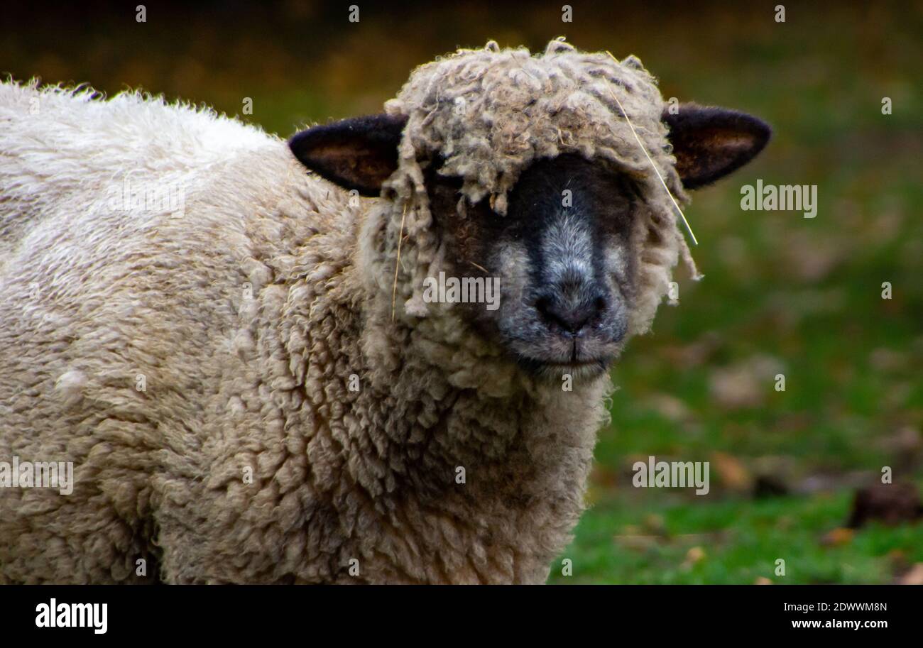 Shaggy Sheep Stock Photo
