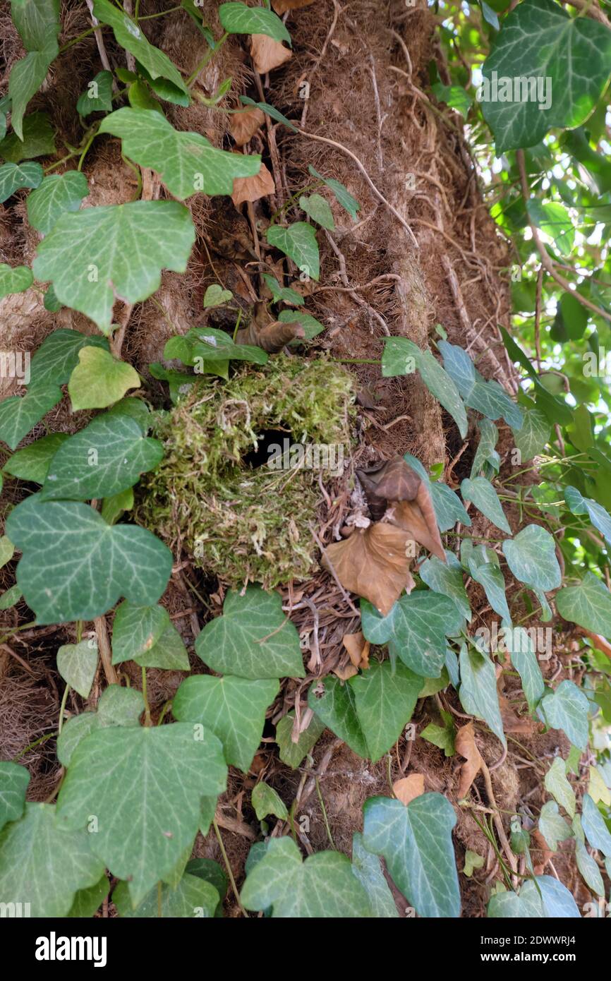 Bird's nest among ivy on a tree trunk near Kremmen, Land Brandenburg Stock Photo