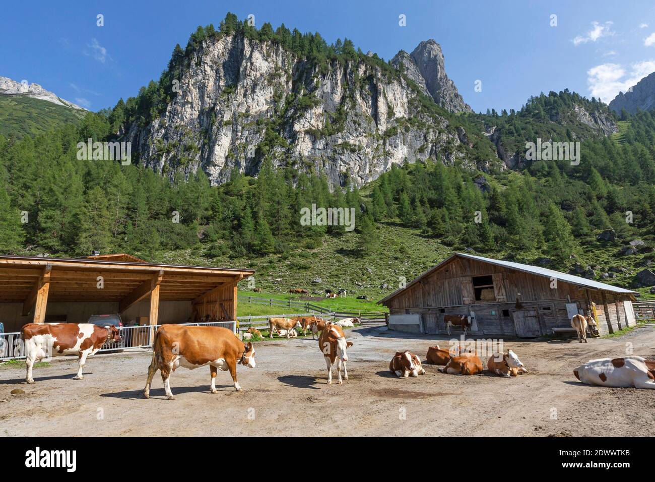 Fleckvieh auf einer Alm auf der Axamer Lizum in Tirol, Österreich Stock Photo