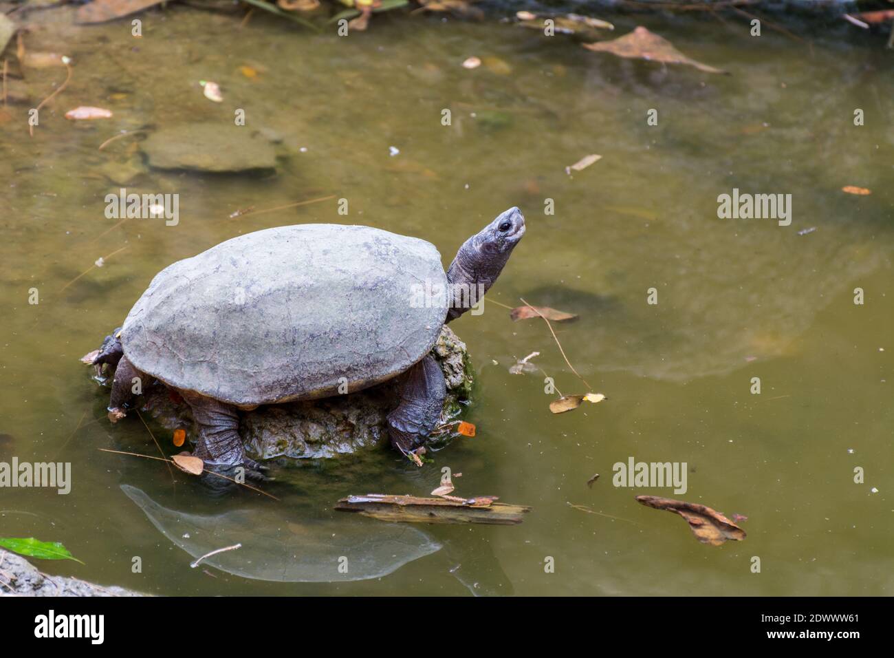 A cute turtle looking up and resting on rock at in the pond of the Nehru Zoological Park - Hyderabad, India Stock Photo