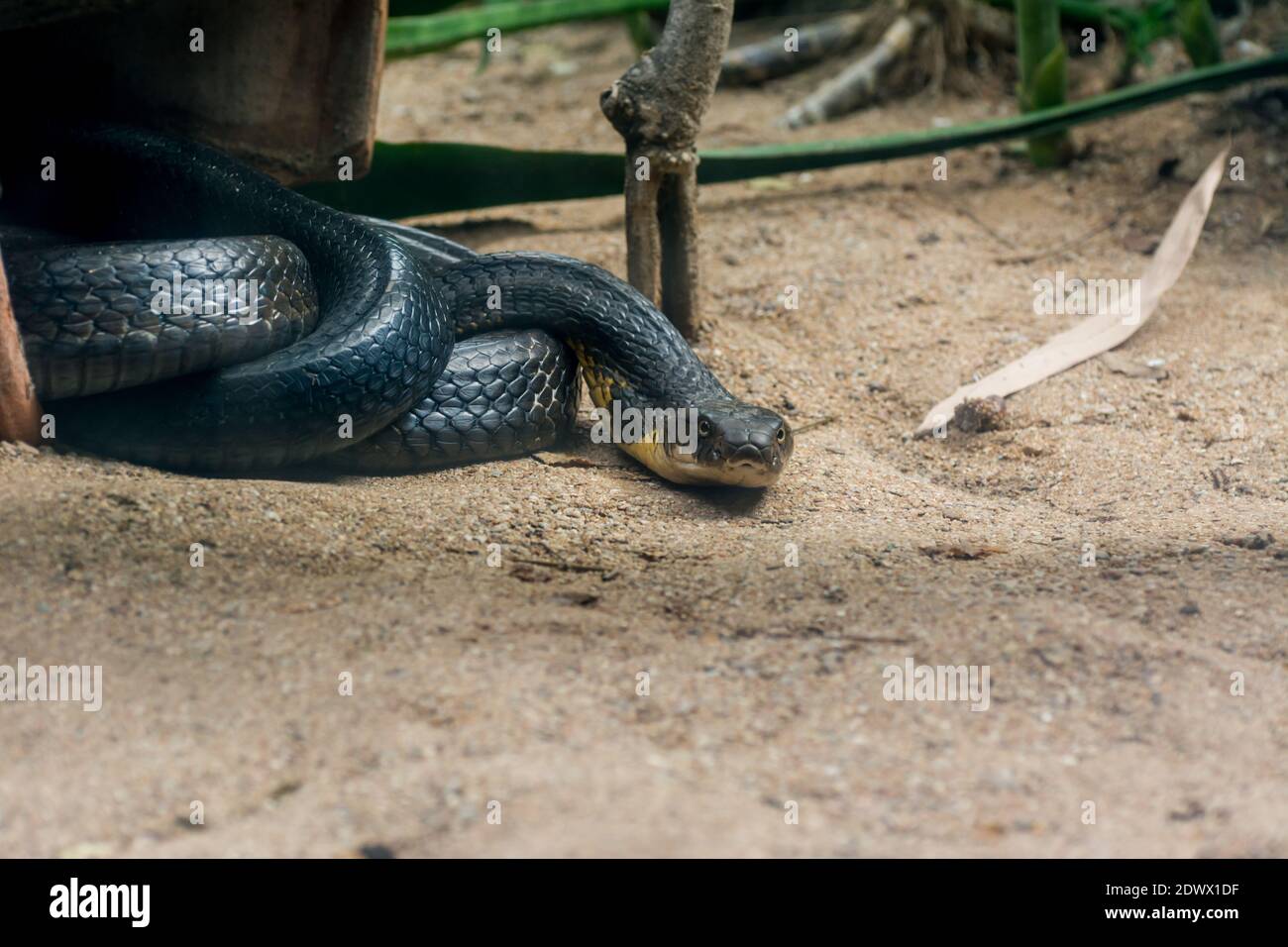 Black and yellow king cobra snake clawing in the zoo in Nehru Zoological  Park Hyderabad, India Stock Photo - Alamy