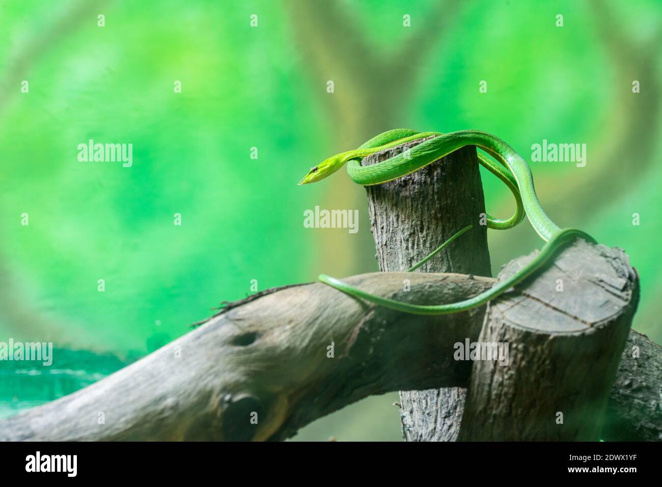Asian vine snake, green Ahaetulla prasina snake crawling at a dry wood in Nehru Zoological Park, Hyderabad, India Stock Photo