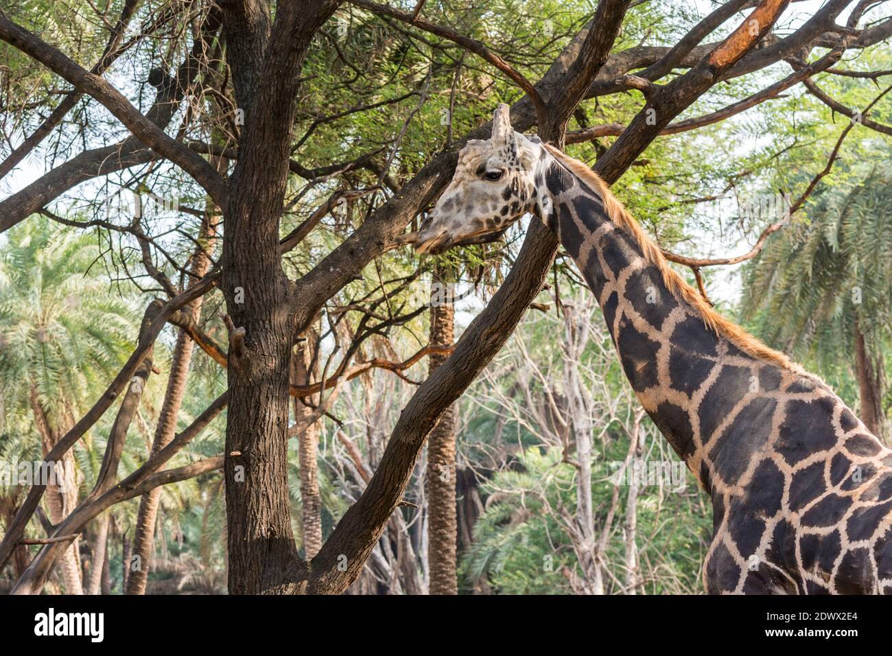 an African giraffe ( Giraffa camelopardalis), an African even-toed ...