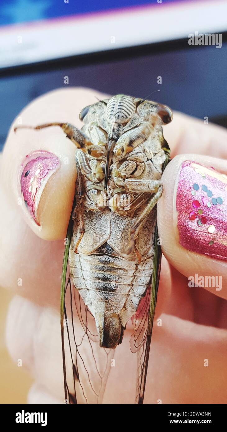 Person Eating Bug High Resolution Stock Photography and Images - Alamy