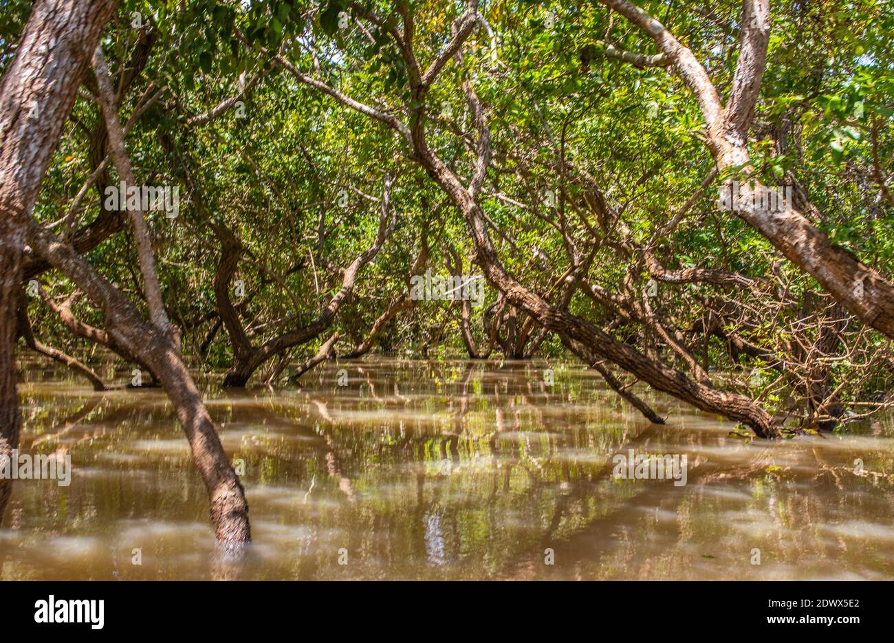 Tonle Sap Lake and Mangrove Forest from Siem Reap Cambodia Southeast Asia Stock Photo