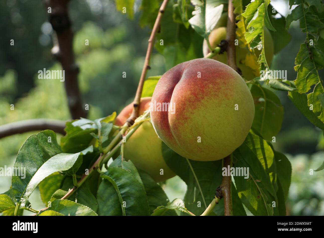 Okanagan peach tree, shot on a macro lens. Stock Photo