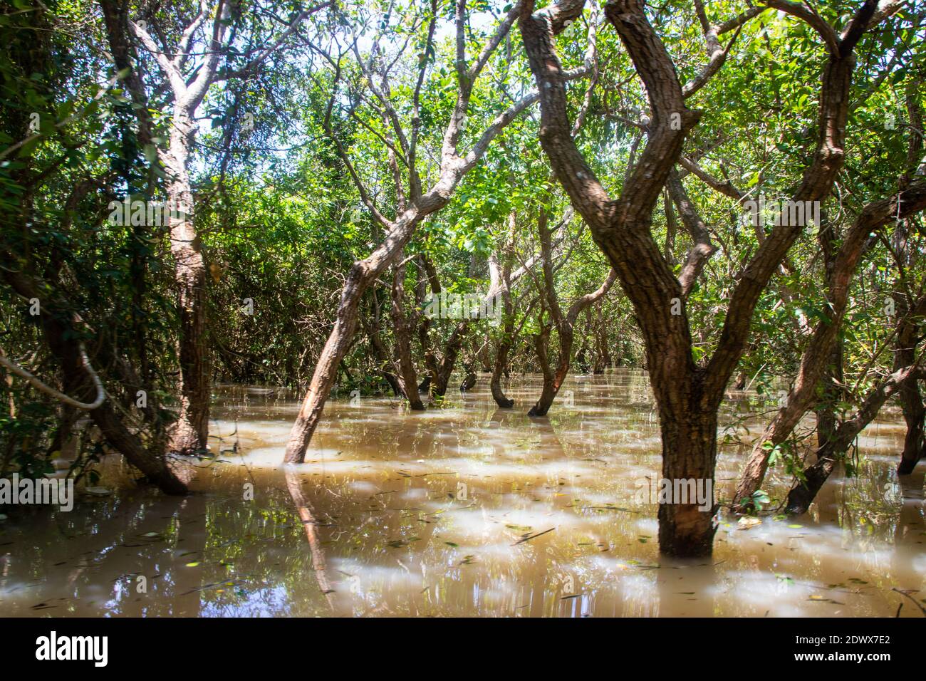 Tonle Sap Lake and Mangrove Forest from Siem Reap Cambodia Southeast Asia Stock Photo