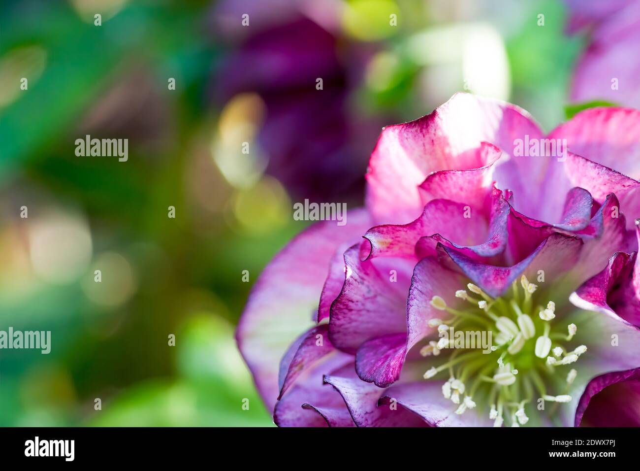 Hybrid hellebore (HELLEBORUS HYBRIDUS) double pink with dots of fuchsia color, green and blurry background, copy space. Stock Photo