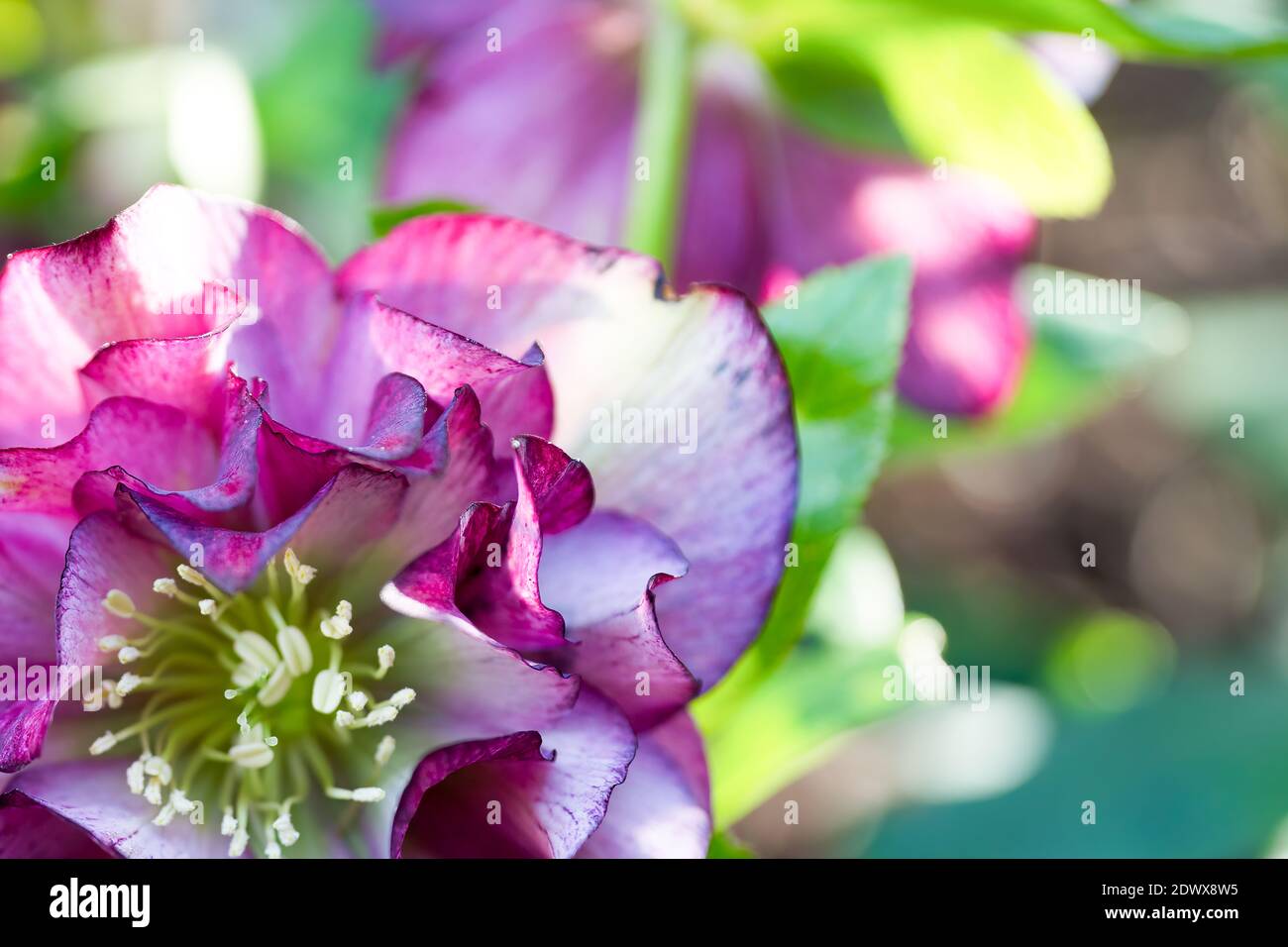 Hybrid hellebore (HELLEBORUS HYBRIDUS) double pink with dots of fuchsia color, green and blurry background, copy space. Stock Photo