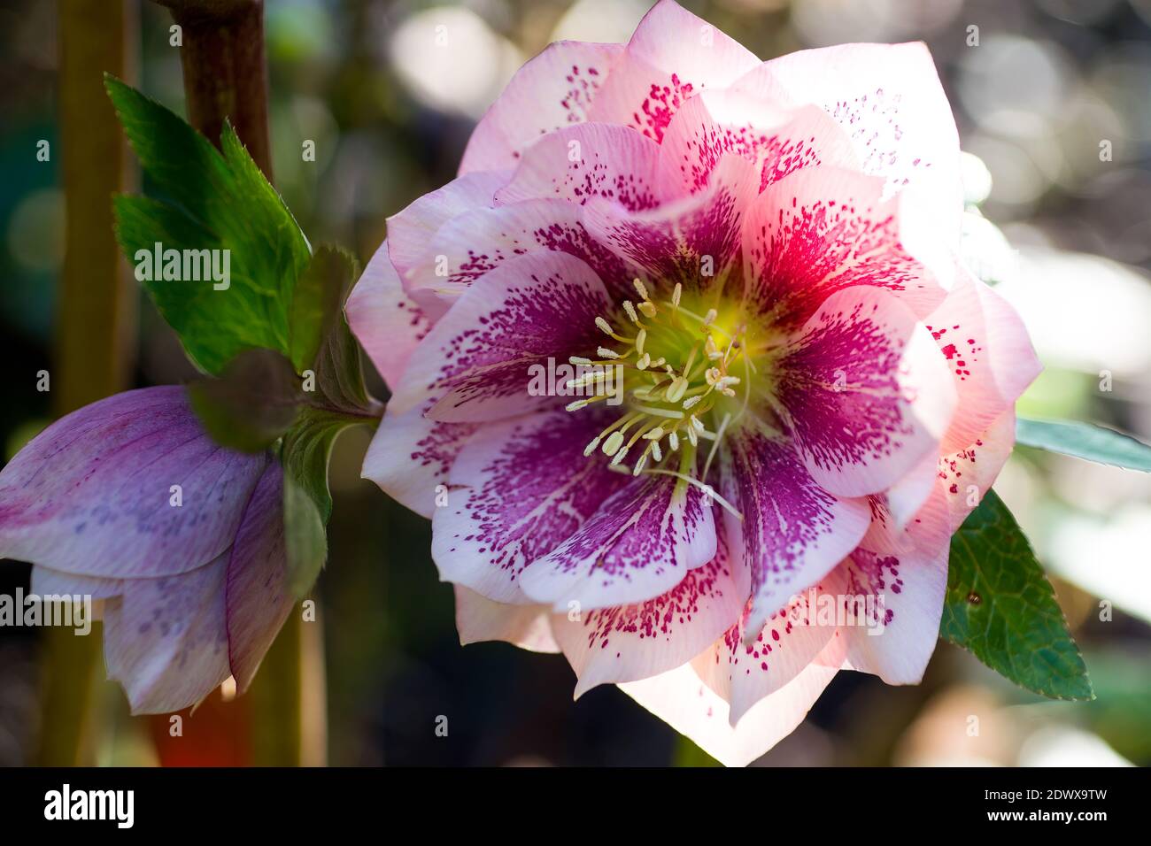 Hybrid hellebore (HELLEBORUS HYBRIDUS) double pink with dots of fuchsia color, green and blurry background Stock Photo
