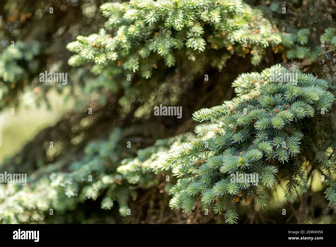 Coniferous branch with young shoots of needles and small cones. Close-up of a blue spruce. Stock Photo