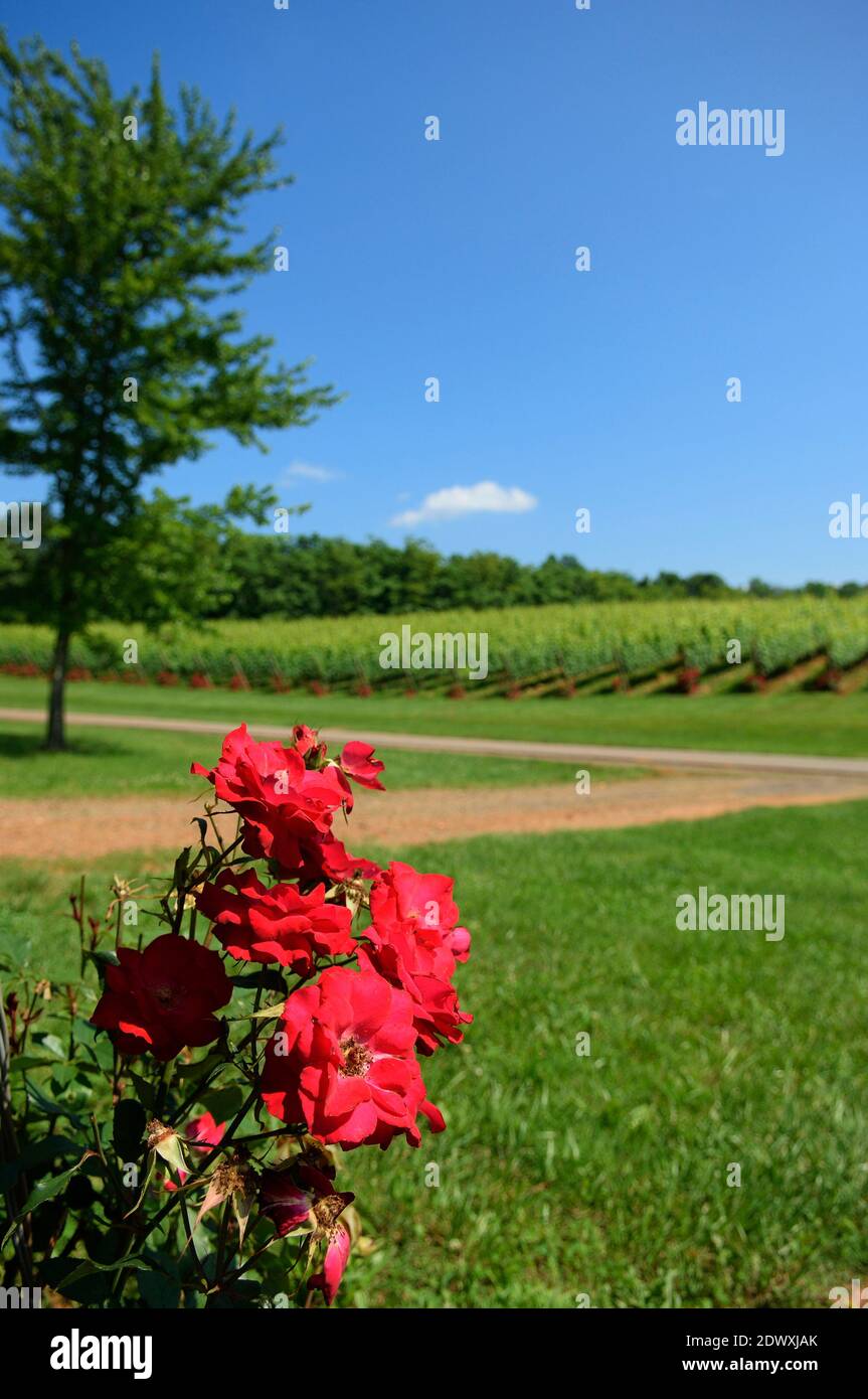 Barboursville Vineyard. Charlottesville. Piedmont region. Barboursville. Virginia. USA. Stock Photo