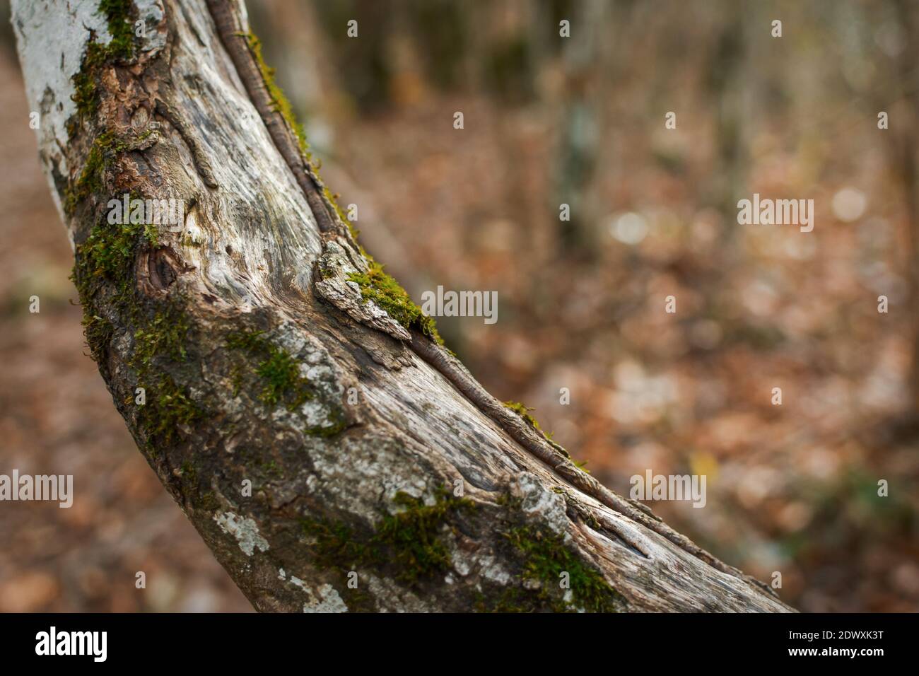 The texture of moss on a tree close-up. Natural green background. Soft focus, shallow depth of field, blurred forest background. varieties of tree mos Stock Photo
