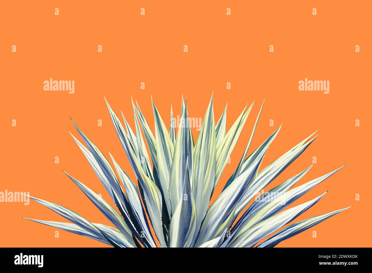 Variegated Agave Plant on Colorful Orange Background Stock Photo - Alamy