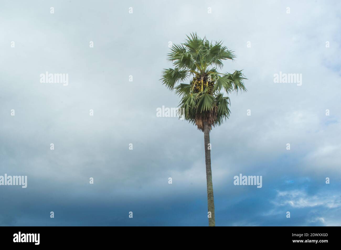 Toddy Palm High Resolution Stock Photography and Images - Alamy
