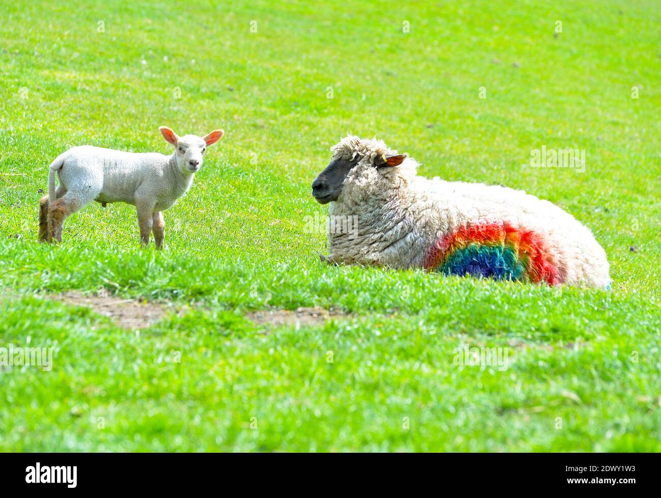 Sheep are painted with rainbow colours in Hoby, Leicestershire to pay