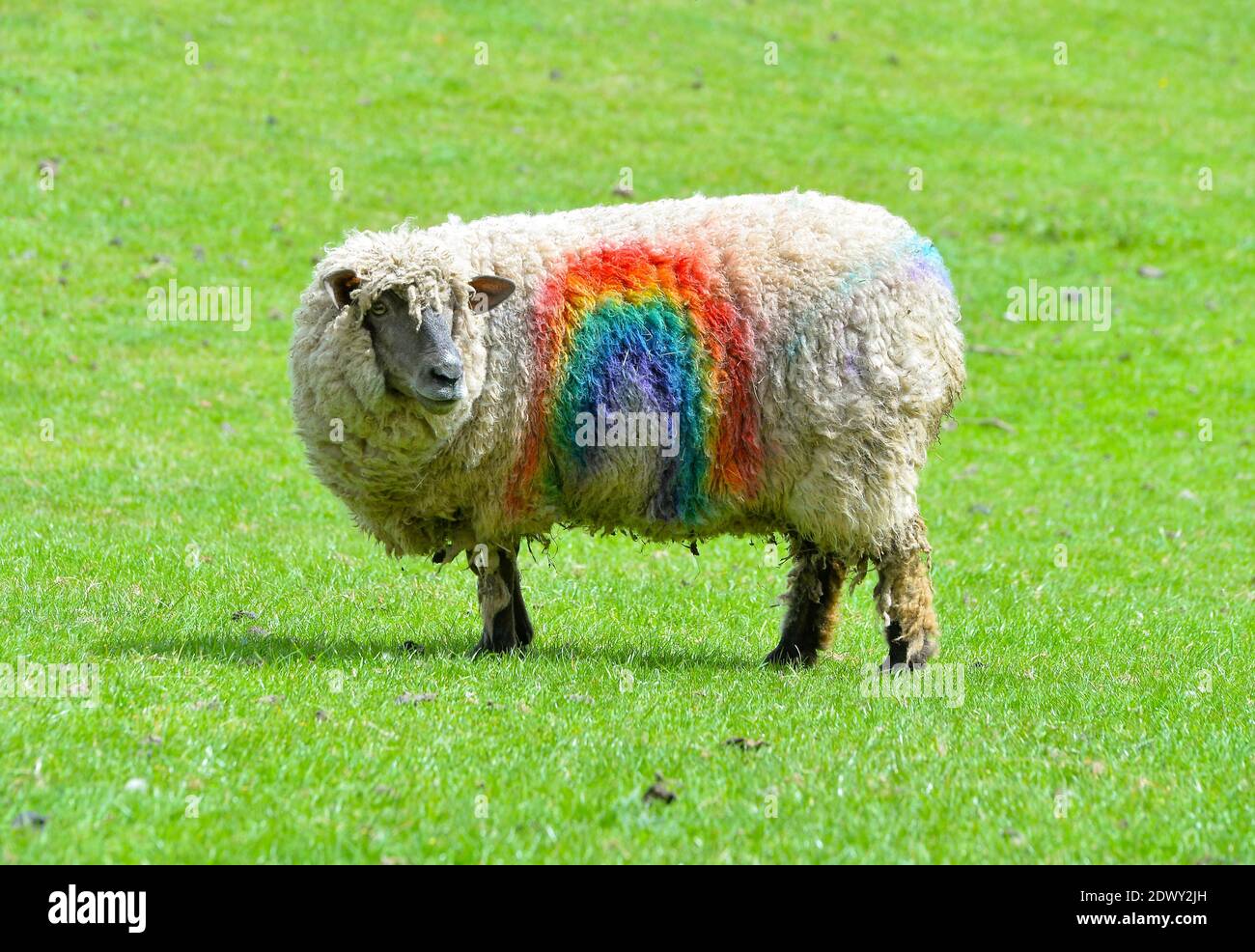 Sheep are painted with rainbow colours in Hoby, Leicestershire to pay