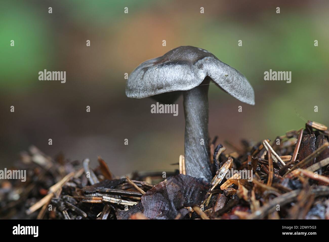Lyophyllum rancidum, known as rancid greyling, wild mushroom from Finland Stock Photo