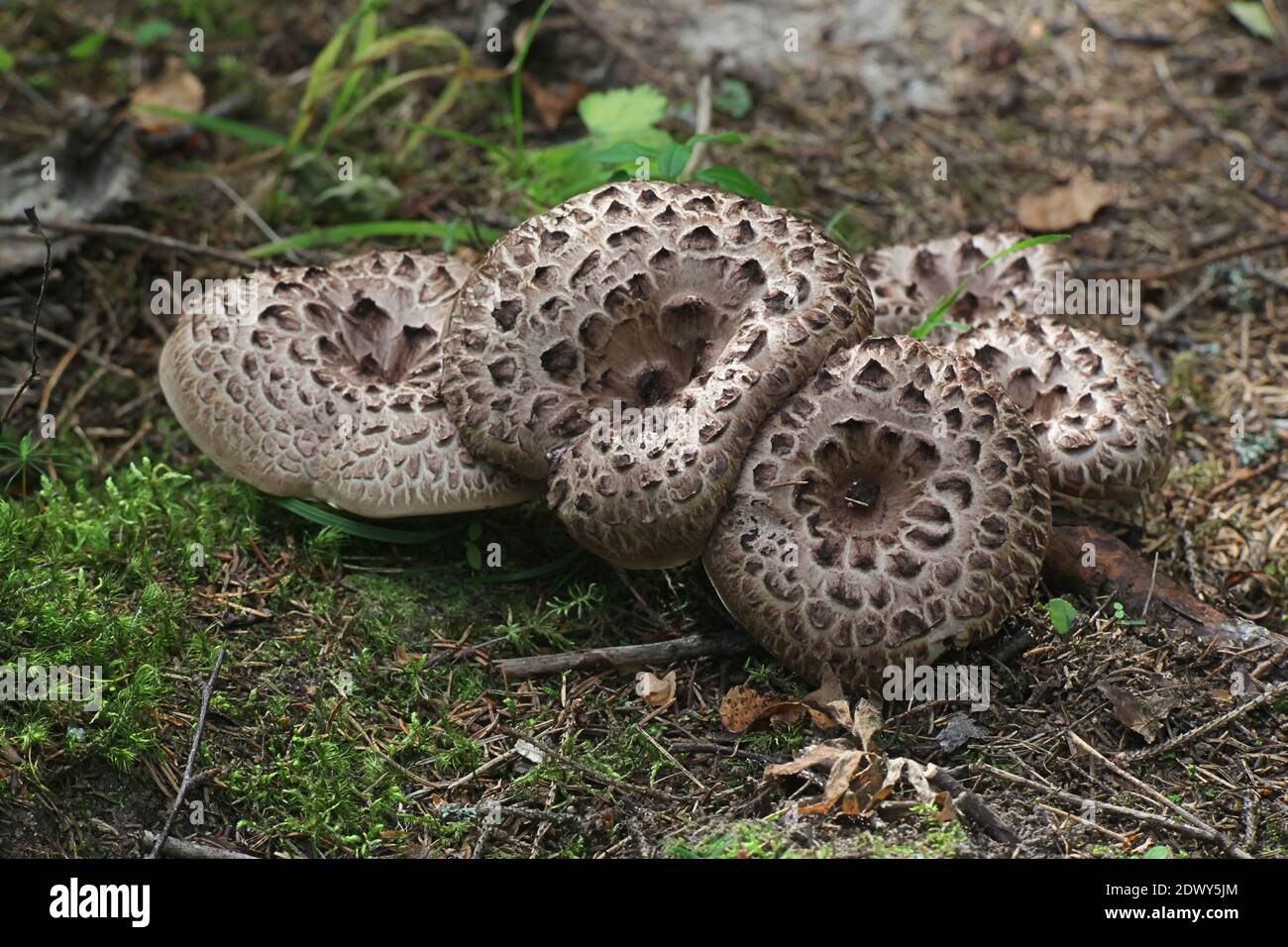 Sarcodon imbricatus, known as the shingled hedgehog, scaly hedgehog or  Scaly Tooth, tooth fungi from Finland Stock Photo