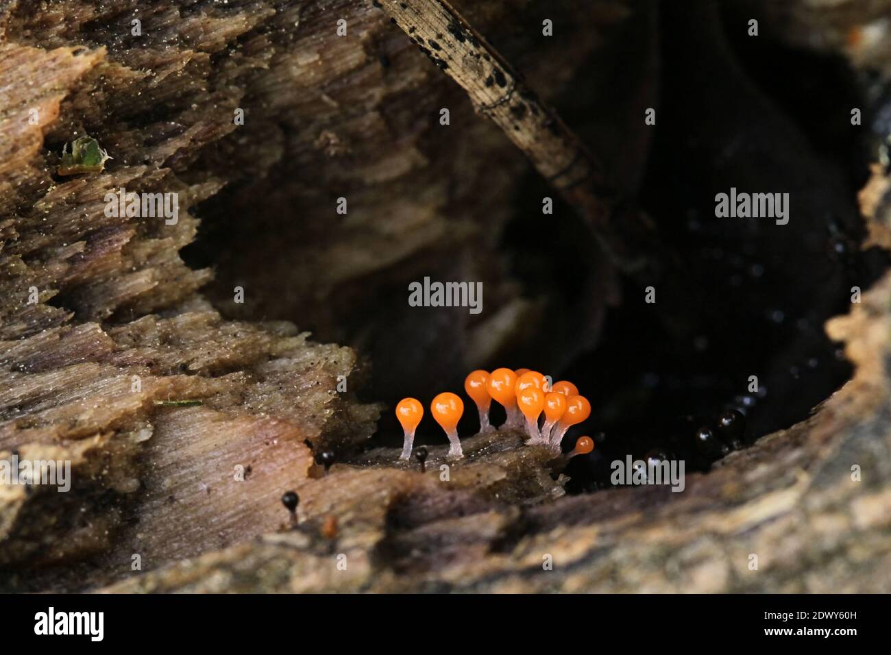 Trichia decipiens, a slime mold from Finland with no common english name Stock Photo