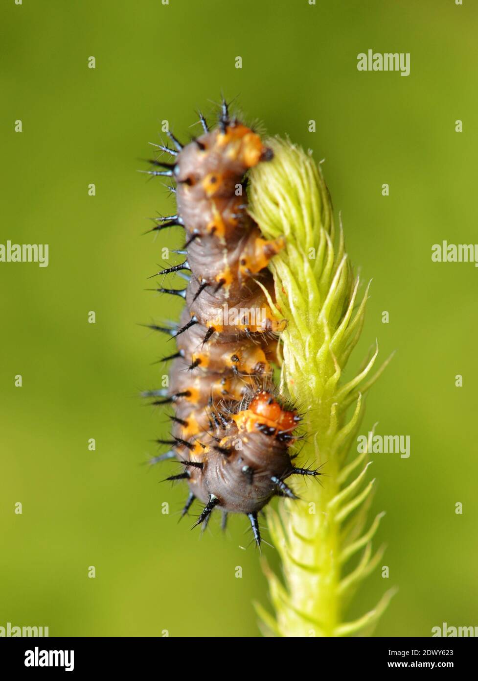 Caterpillar Bee High Resolution Stock Photography and Images - Alamy