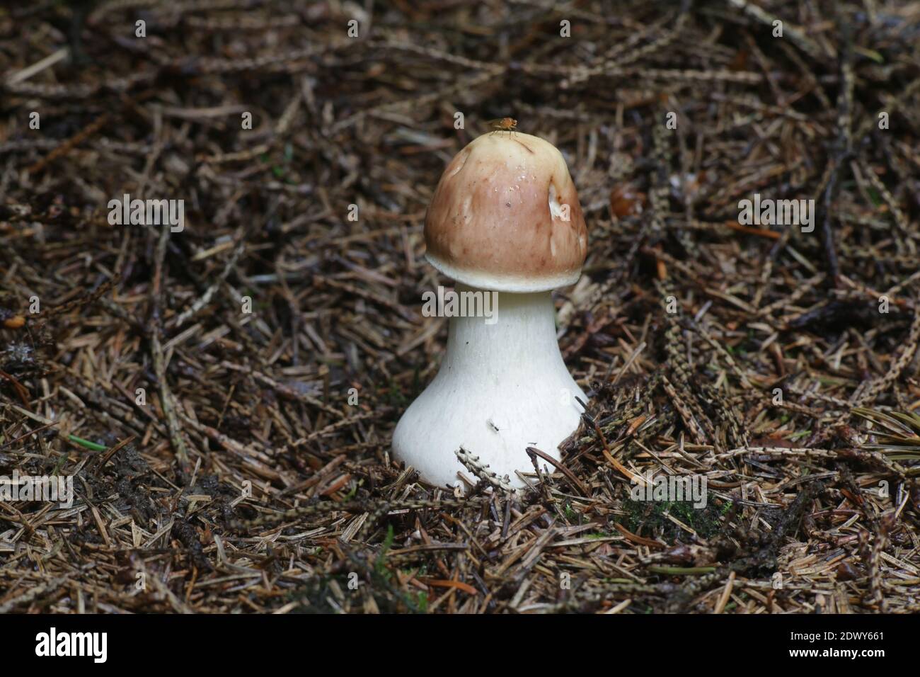 Chlorophyllum olivieri, known as Olive Shaggy Parasol, wild mushrooms from Finland Stock Photo