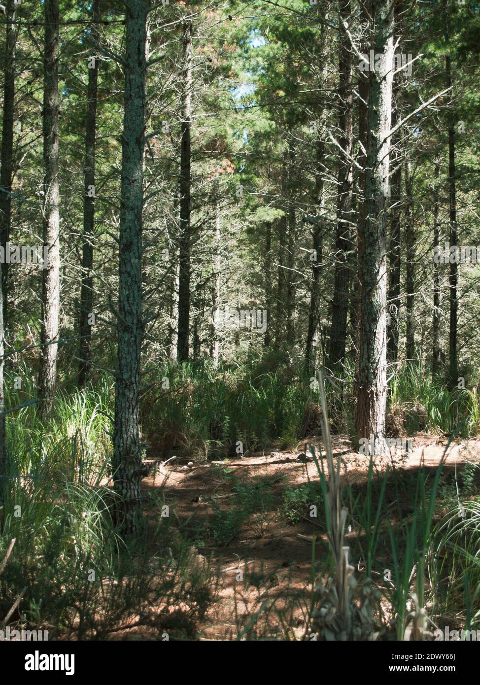 Renewable trees hires stock photography and images Alamy