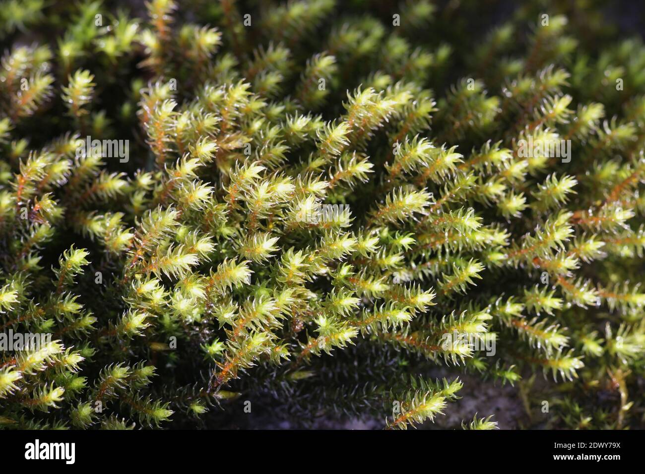 Hedwigia ciliata, white-tipped moss Stock Photo