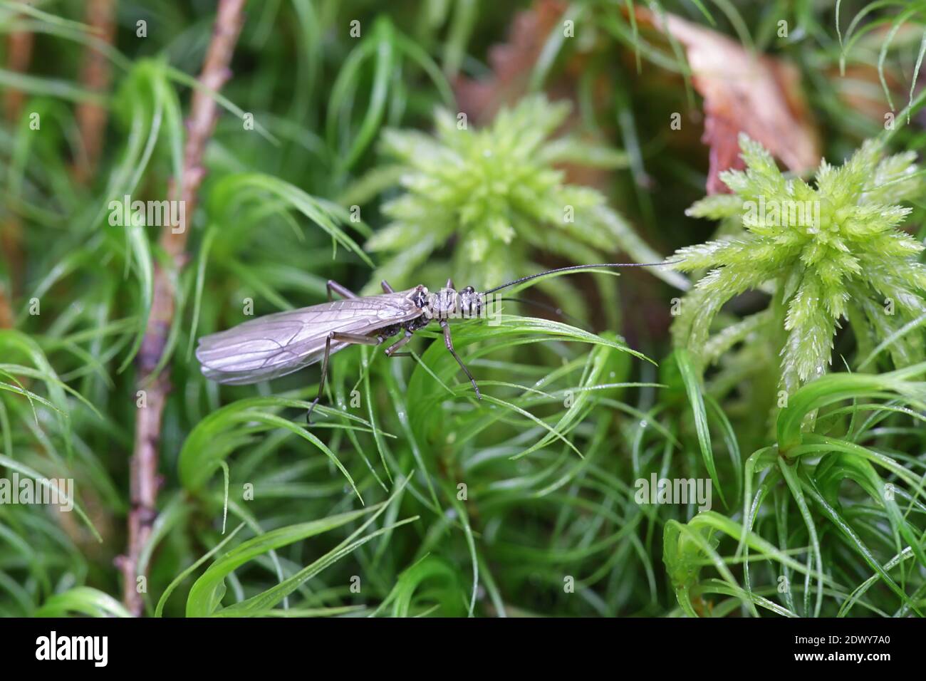 Stonefly, Pleucoptera Stock Photo