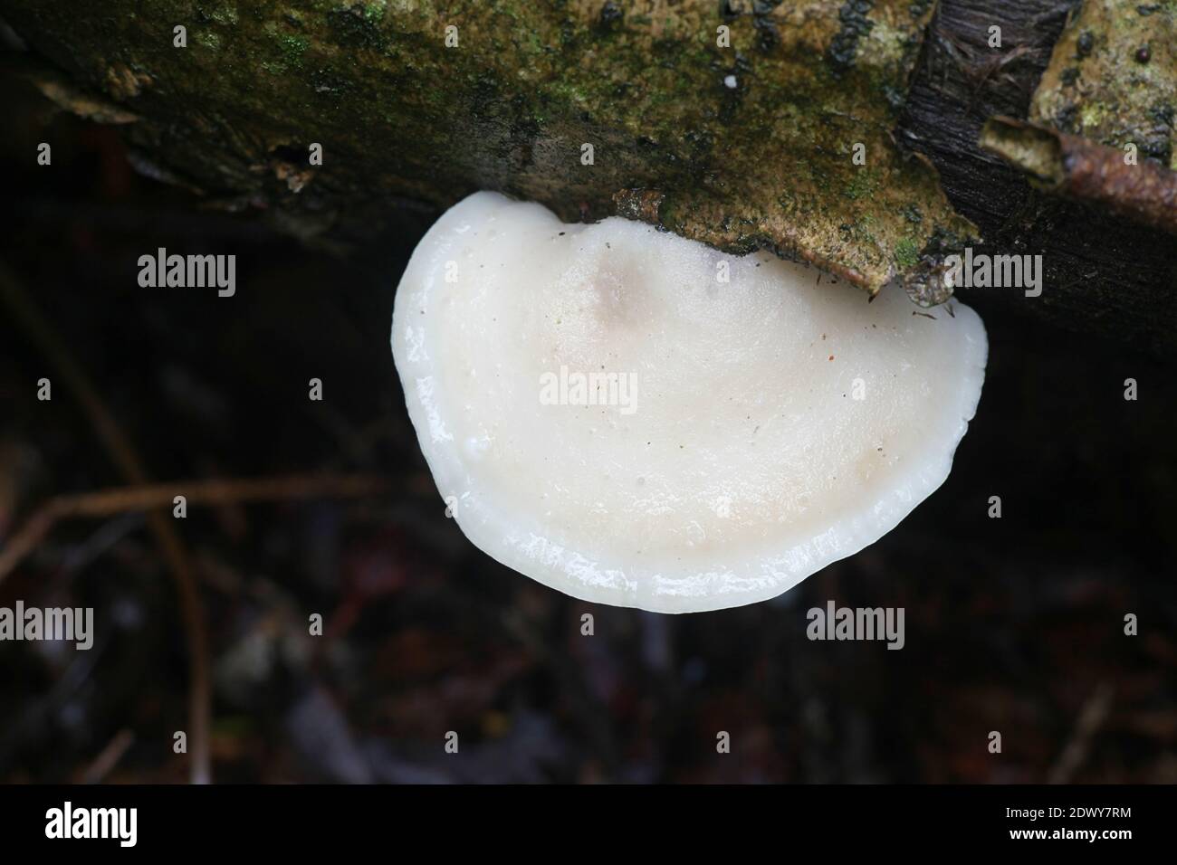 Tyromyces chioneus, known as white cheese polypore, bracket fungus from Finland Stock Photo