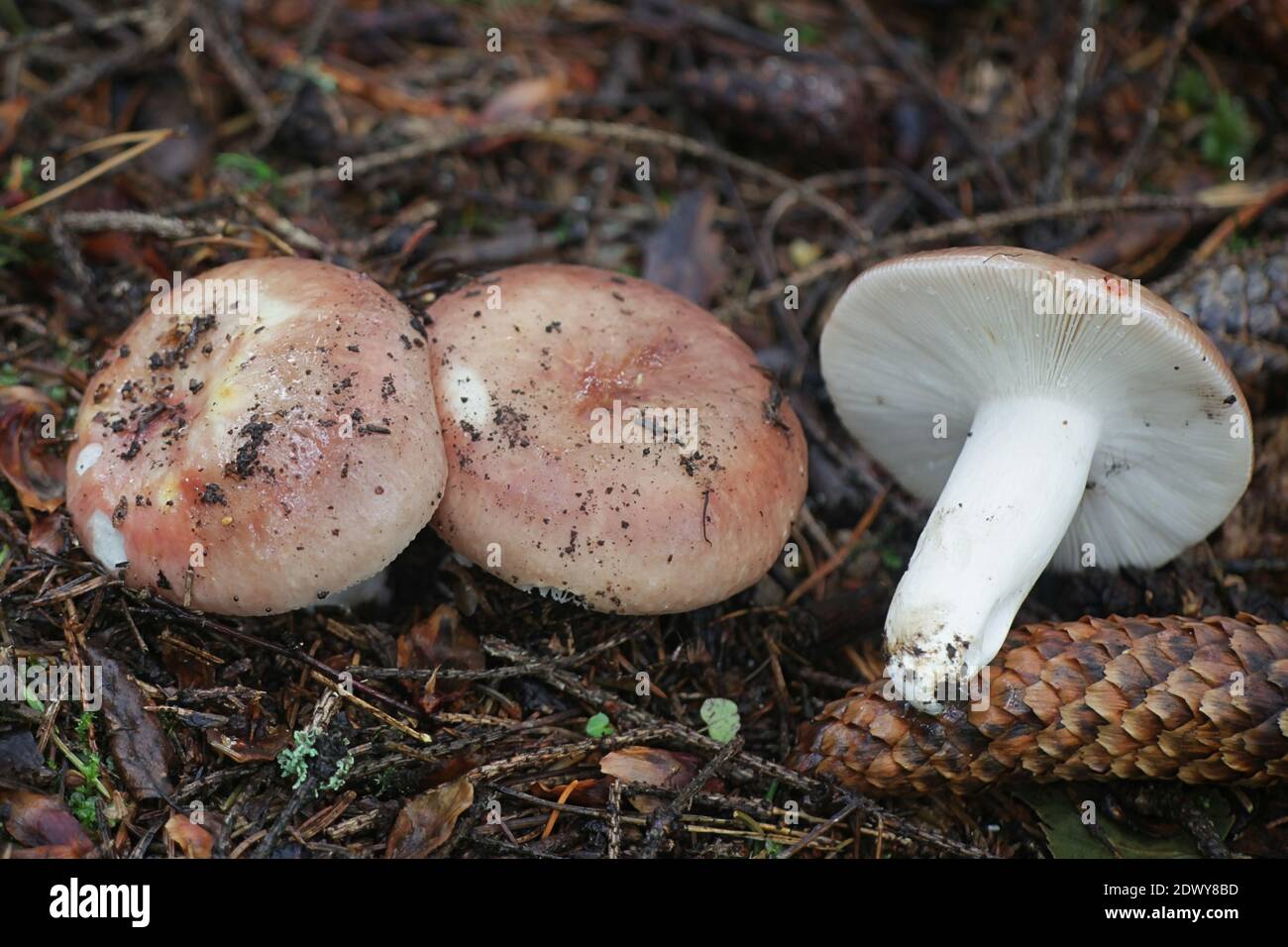 Russula vesca, known as the flirt, a brittlegill mushroom from Finland Stock Photo