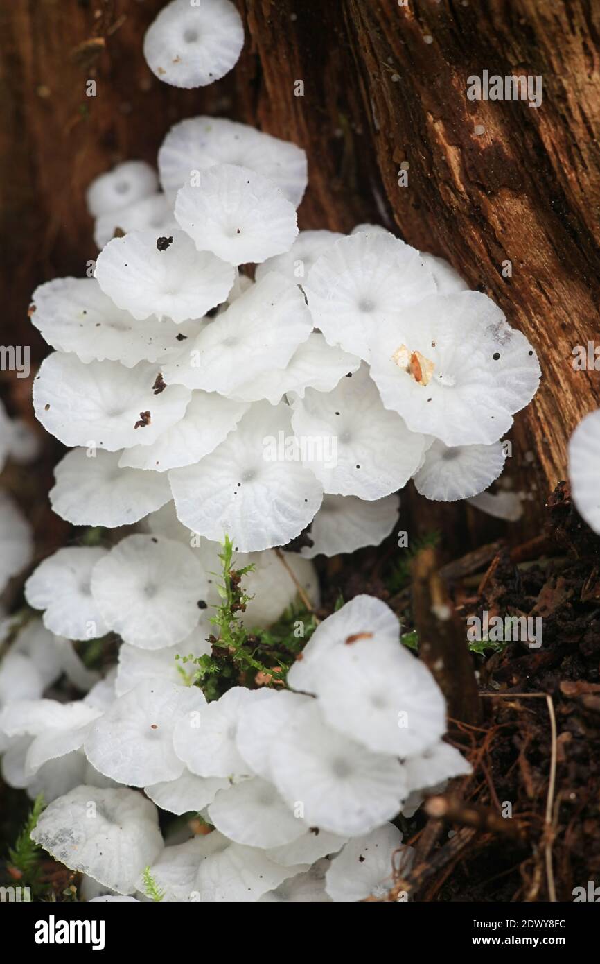 Delicatula integrella, also called Mycena integrella, tiny white mushroom from Finland with no common english name Stock Photo