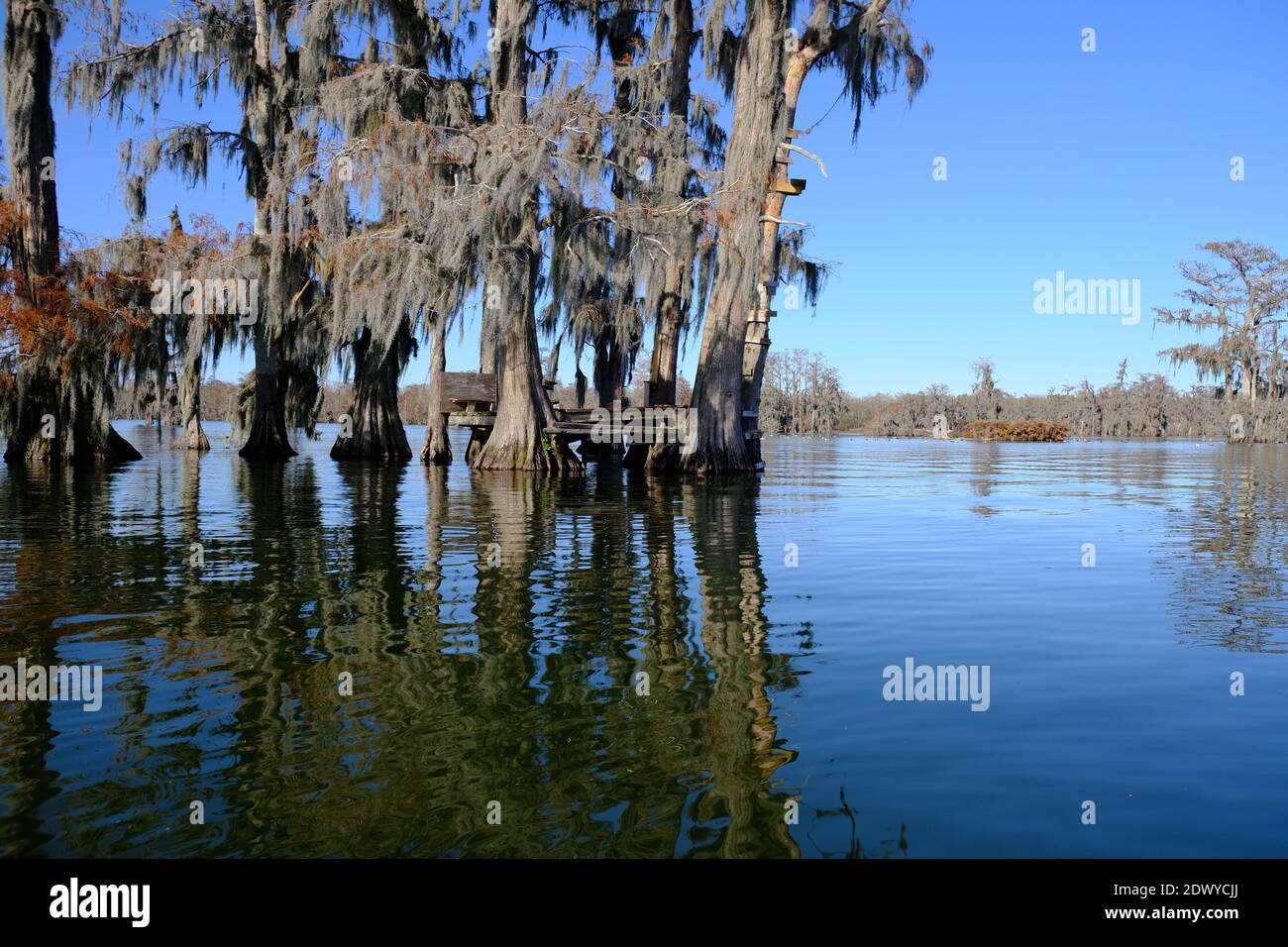 Lake Martin swamp tree house in Breaux Bridge Louisiana Stock Photo Alamy
