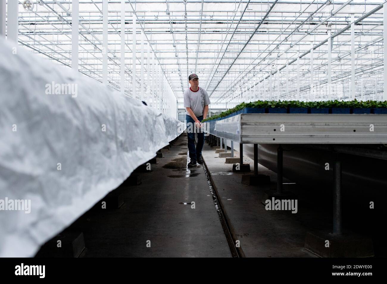 PAYS-BAS - KORPERT CRESS Korpert Cress, entreprise agricole de micropousses alimentaires à Monster aux Pays-Bas. NETHERLANDS - KORPERT CRESS Korpert C Stock Photo