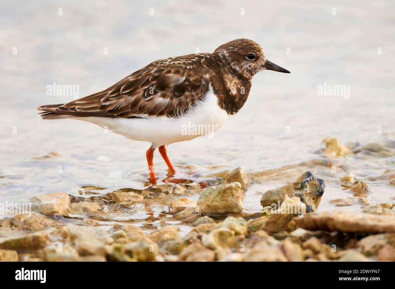 Ruddy turnstone (Arenaria interpres) in winter non-breeding plumage (Ses Salines Natural Park, Formentera, Balearic Islands, Mediterranean sea, Spain) Stock Photo