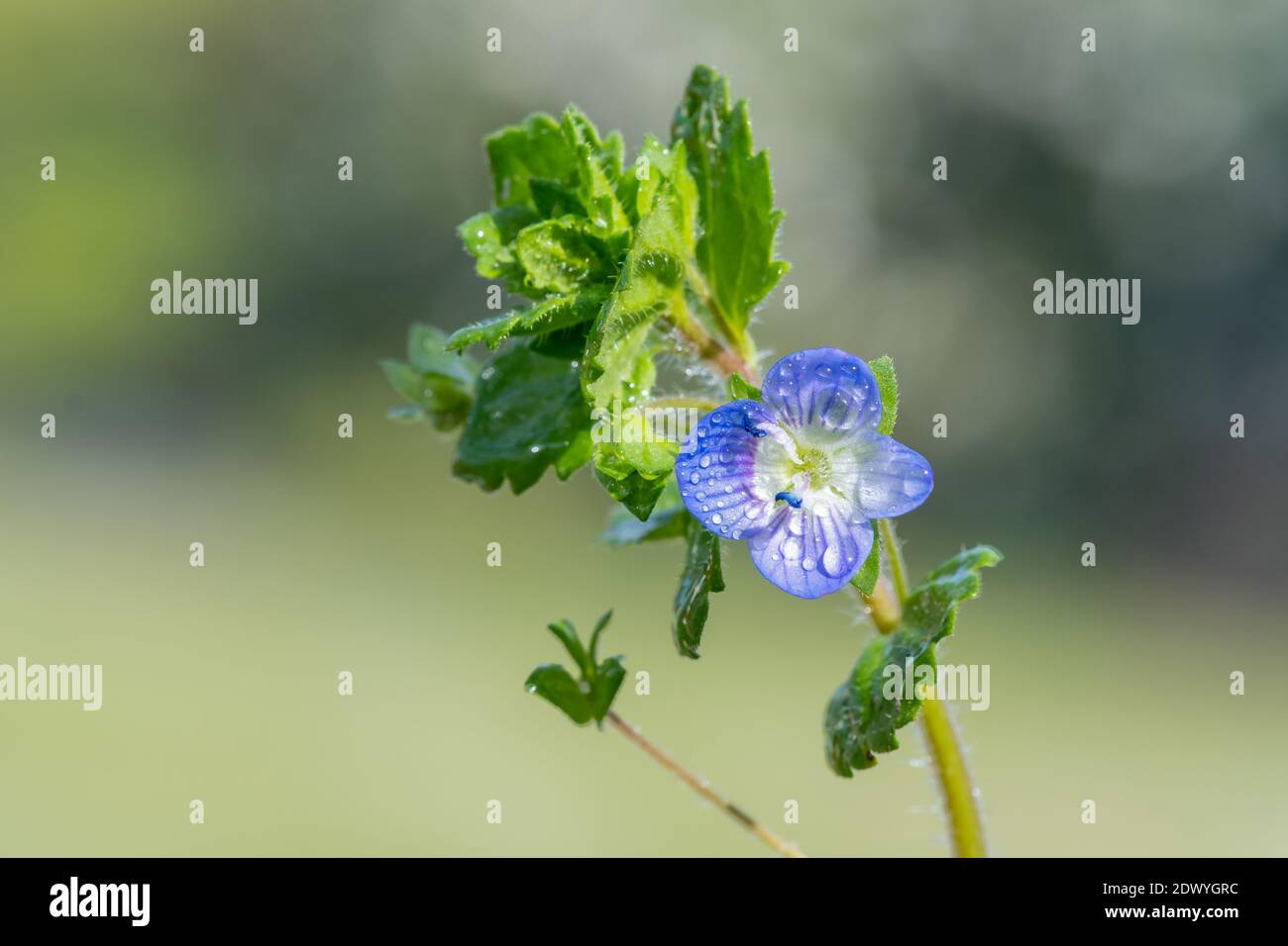 Macro shot of a common speedwell (veronica arvensis) flower Stock Photo